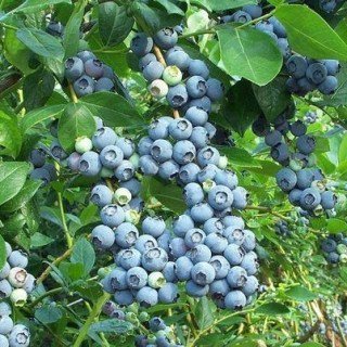 a409b8449c349a69ac4f21f6b96aeef2