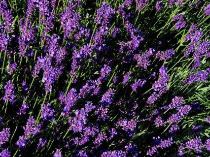 a52535f0add2b81b51920942ce5bec88