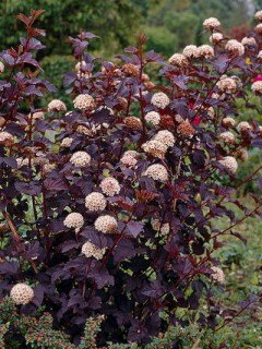 Міхуроплідник Диаболо (Diabolo)