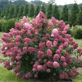 Гортензія волотиста Меджикал Файр (Magical Fire) 