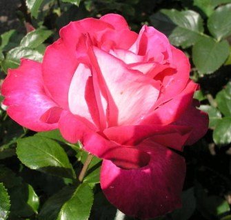 a_1280_2961-e1542837704189