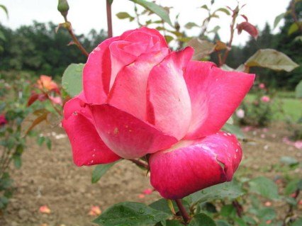 Троянда Гожар