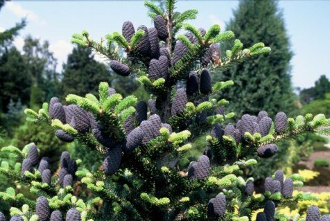 abies-koreana-09