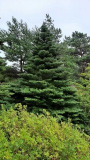 abies-koreana-5