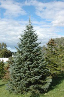 abies-lasiocarpa-arizonica-2
