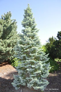 abies-lasiocarpa-arizonica-3