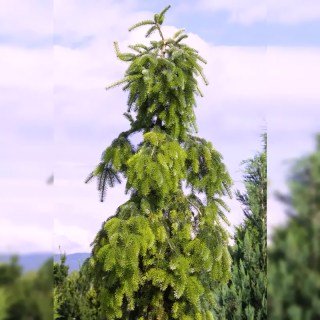 Ялиця Нордмана Pendula (Abies Nordmanniana Pendula)
