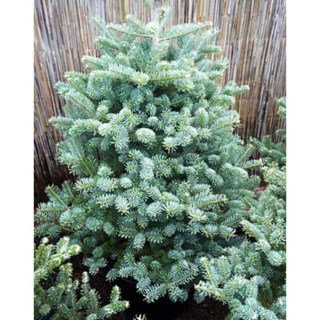 abies_koreana_blauer_pfiff_torpe_koreai_jegenyefenyo