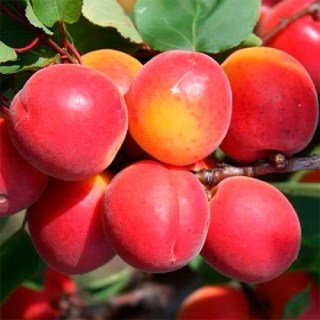Абрикос Биг Ред (Prunus armeniaca Big Red) [2-річний з відкритим коренем]