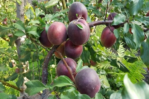 Абрикос Чорний принц [2-річний з відкритим коренем]