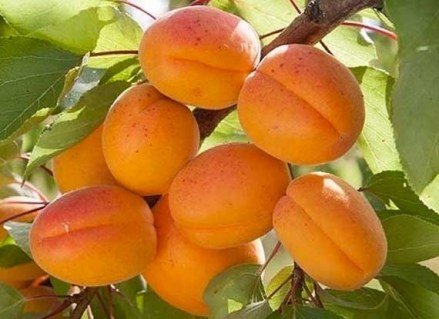 abrikos-dzhumbo-kot1