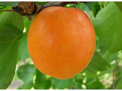 Абрикос Фараон Єгипетський [2-річний з відкритим коренем]