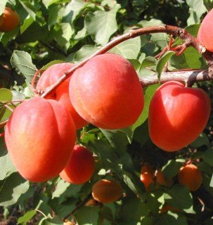 Абрикос Фарбелі (Farbaly) [2-річний з відкритим коренем]