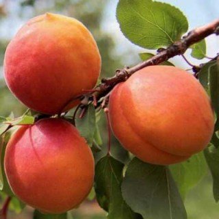 Абрикос Медіабель (Mediabel) [2-річний з відкритим коренем]