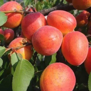 Абрикос Перла (Perla) [2-річний з відкритим коренем]