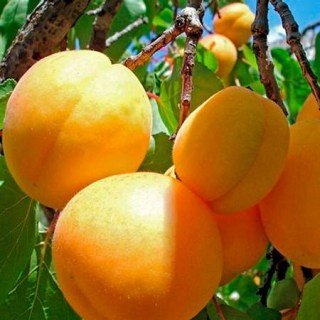 abrikos-persikovyj_0