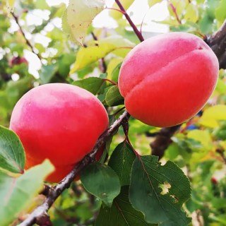 Абрикос Пріція (Pricia) [2-річний з відкритим коренем]