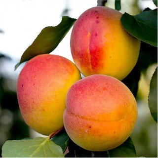 Абрикос Сільвер кот (Silver cot) [2-річний з відкритим коренем]