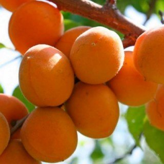 Абрикос Цар Бибер [2-річний з відкритим коренем]