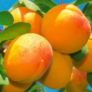 Абрикос Персиковий (Persica) [2-річний з відкритим коренем]