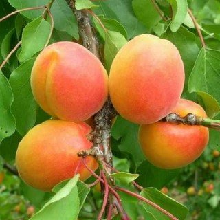 Абрикос Джумбо Кот (Jumbo Cot) [2-річний з відкритим коренем]