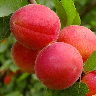 Абрикос Фарліс (Farlis) [2-річний з відкритим коренем]