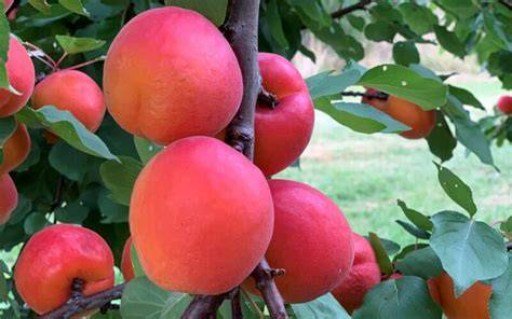 Абрикос Торонто [1-річний з відкритим коренем]