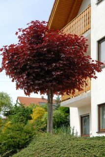 Клен гостролистий Кримсон Сентрі на штамбі (Acer platanoides Crimson Sentry) [штамб, 100см, контейнер 5л (big pack)]