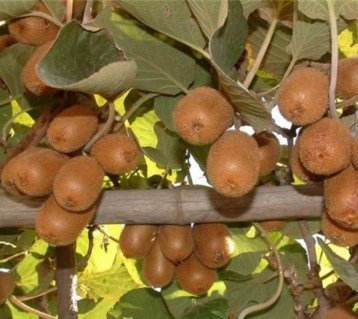 Актинідія сорт Абрикосова