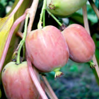 Актинідія аргута Катруся