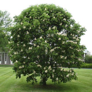 конский каштан саженцы