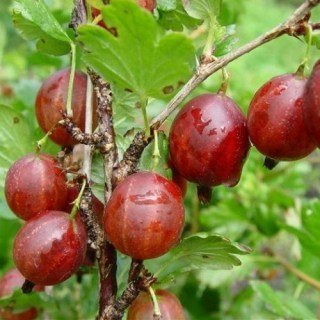 Агрус Оксамит (Оксамит) [2-річний з відкритим коренем]