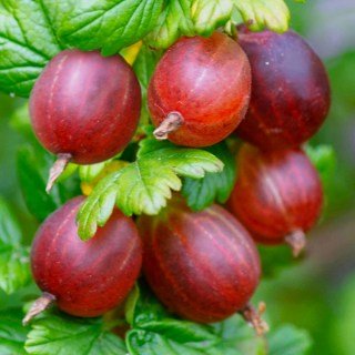 Аґрус безколючковий рожевий [1-річний з відкритим коренем]