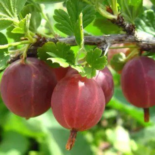 Агрус Красень [1-річний з відкритим коренем]