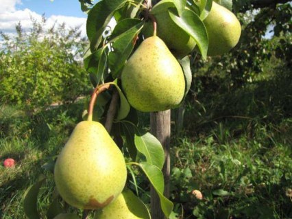 Груша Олександра [2-річна з відкритим коренем]