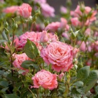 Троянда мініатюрна Лінда