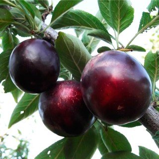 alycha_globus-19668305706646