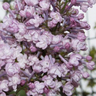 Бузок гіацинтовий Анабель