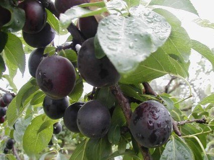 Плумкот Апрісалі (гібрид слива-абрикос) [2-річний з відкритим коренем]