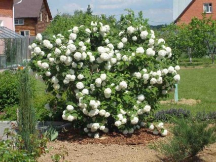 arbuste-boule-de-neige-01