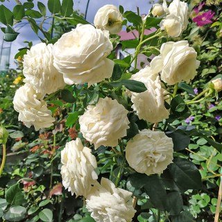 Троянда англійська Артеміс (Artemis) [контейнер 2л.]