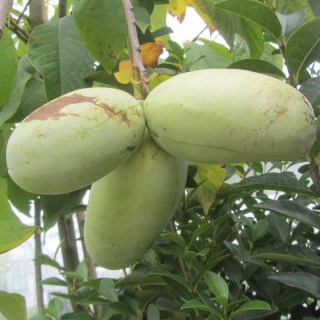 Азиміна трилоба Оверліз (Overleese) [20-30см, контейнер 1л., сіянець]