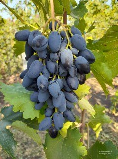 Виноград Атос