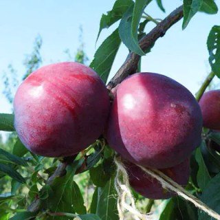 Слива диплоїдна Аутумн Гло (Autumn Glo) [2-річна з відкритим коренем]