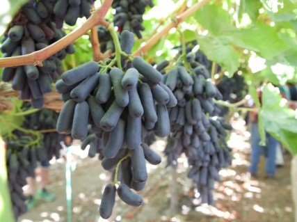 Виноград кишмиш Аватар (Sweet Sapphire, Moon Drops)