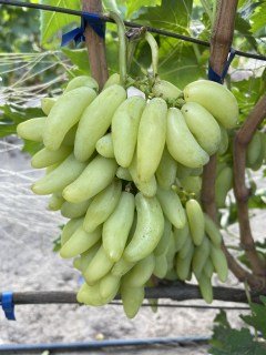 Виноград Азія