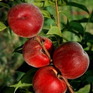 Персик Азорит, Азурит (Azurite) [1-річний з відкритим коренем]