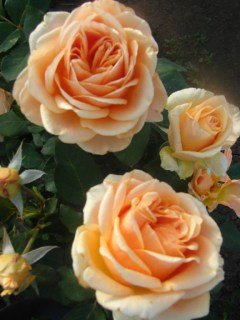 Троянда Кингс Прайд