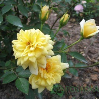 b7ea221651cda97d7ea2d0b075a468e8