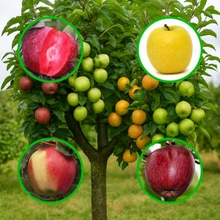 Багатосортова яблуня: Байя Маріса, Голден Делішес, Галмак, Чорний Принц